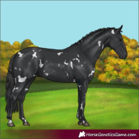 Horse Color:White Spotted Black 
