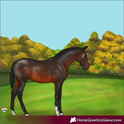Horse Color:Gray Brown 