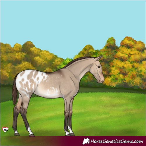 Horse Color:Bay Dun Tobiano Appaloosa 