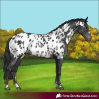 Horse Color:Black Blanket 