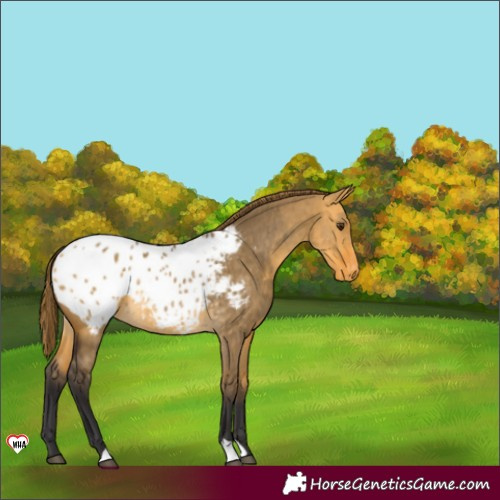 Horse Color:Buckskin Dun Appaloosa Brindle