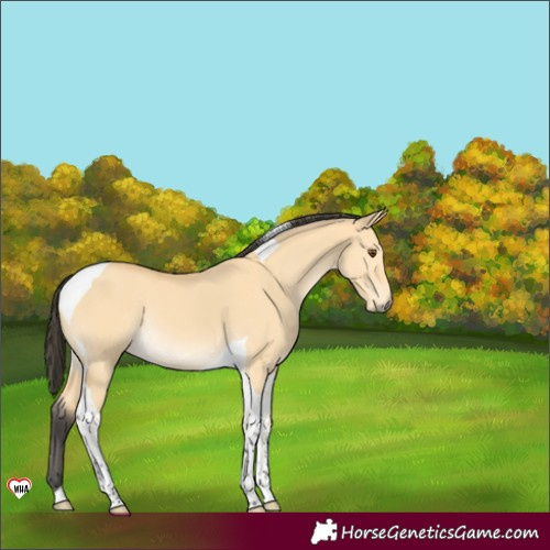 Horse Color:Buckskin Dun Tobiano Rabicano 