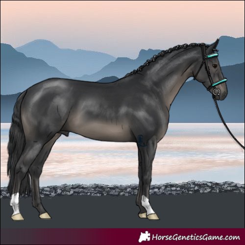 Horse Color:Black 