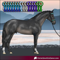 Horse Color:Black 