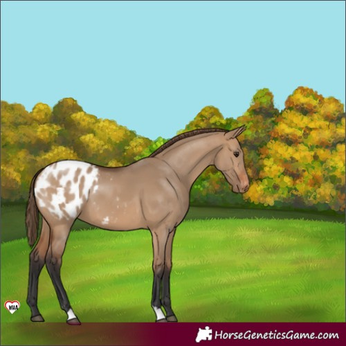 Horse Color:Bay Dun Blanket 