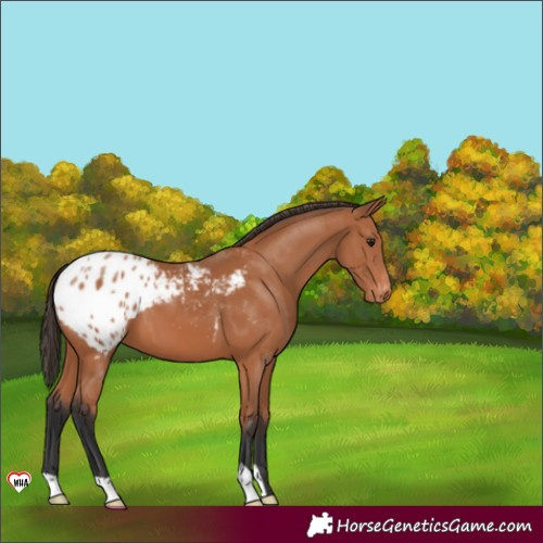 Horse Color:Bay Appaloosa