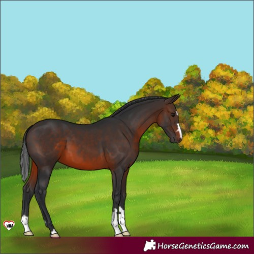 Horse Color:Brown 