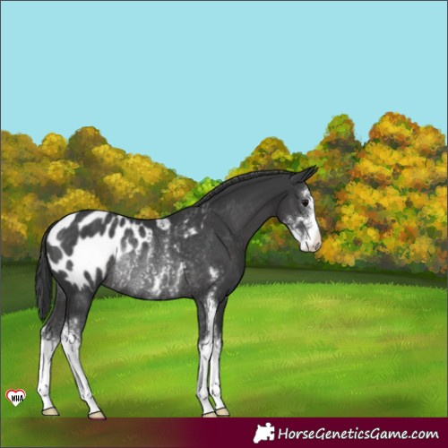Horse Color:Black Sabino Blanket Rabicano 