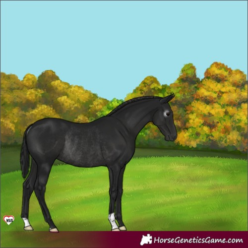 Horse Color:Gray Black Rabicano 