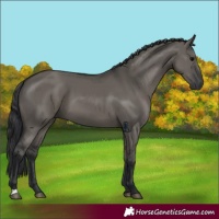 Horse Color:Grullo 