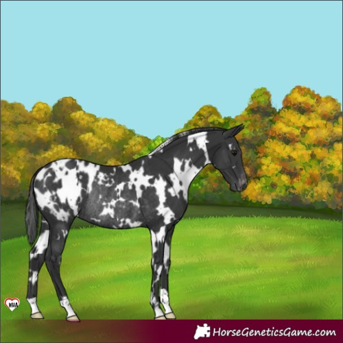 Horse Color:White Spotted Black Appaloosa Rabicano 