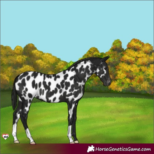 Horse Color:Gray Black Near Leopard 