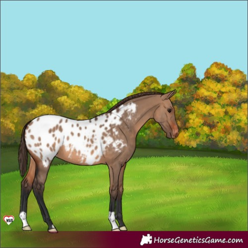Horse Color:Brown Dun Appaloosa 