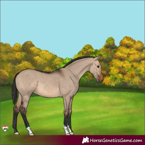 Horse Color:Brown Dun 