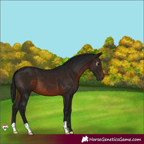 Horse Color:Gray Brown 