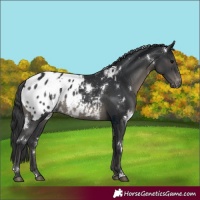 Horse Color:White Spotted Black Blanket