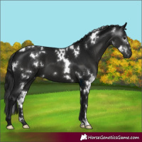 Horse Color:Gray White Spotted Black 