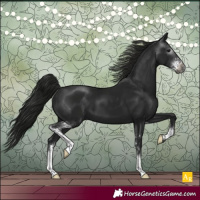 Horse Color:Gray Black Sabino