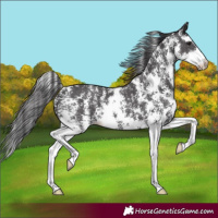 Horse Color:Smoky Black Sabino 