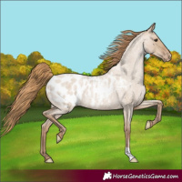 Horse Color:Grullo Roan Pearl Appaloosa Rabicano