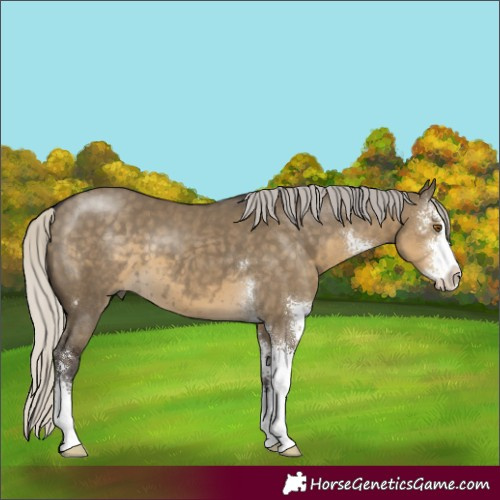 Horse Color:Silver Smoky Grullo Sabino 