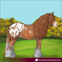 Horse Color:Chestnut Splash Blanket 