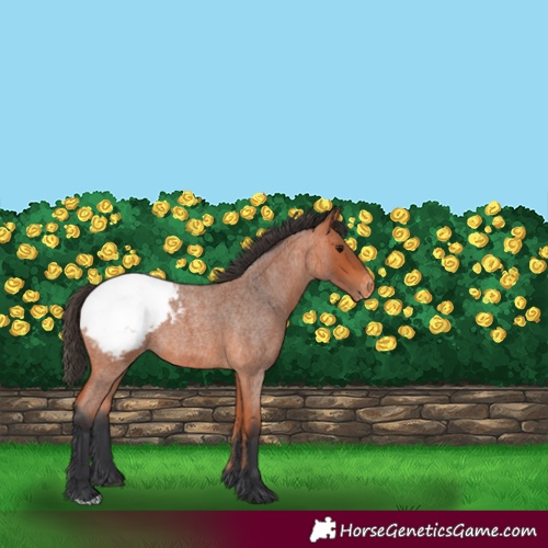 Horse Color:Bay Roan Snowcap 