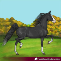 Horse Color:Black Splash