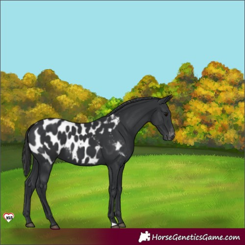 Horse Color:Black Appaloosa