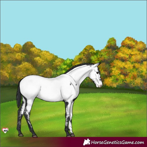 Horse Color:Black Appaloosa 