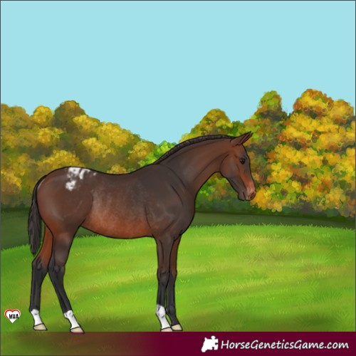 Horse Color:Brown Appaloosa Rabicano