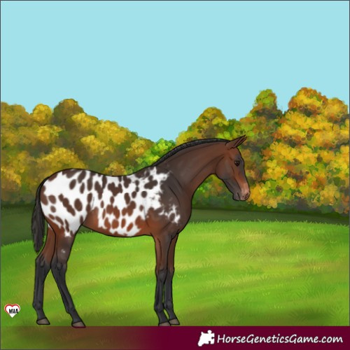 Horse Color:Brown Appaloosa
