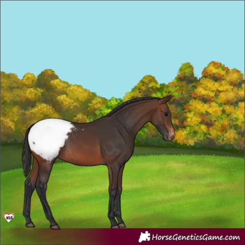 Horse Color:Brown Appaloosa Rabicano