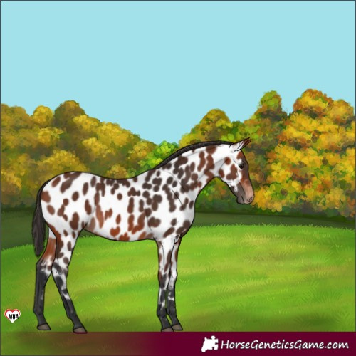 Horse Color:Bay Appaloosa 