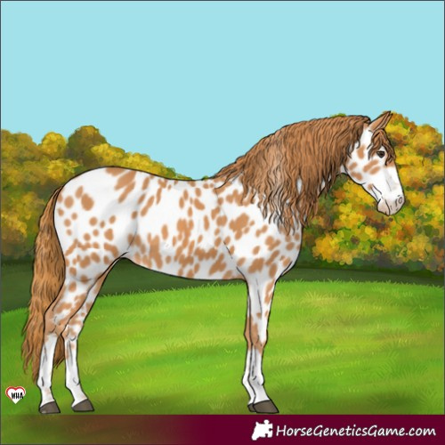 Horse Color:Chestnut Appaloosa