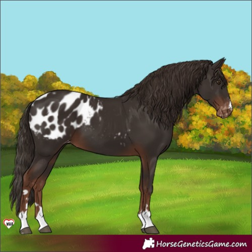 Horse Color:Liver Chestnut Appaloosa 