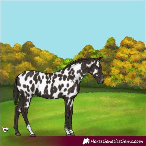 Horse Color:Liver Chestnut Tobiano Near Leopard 