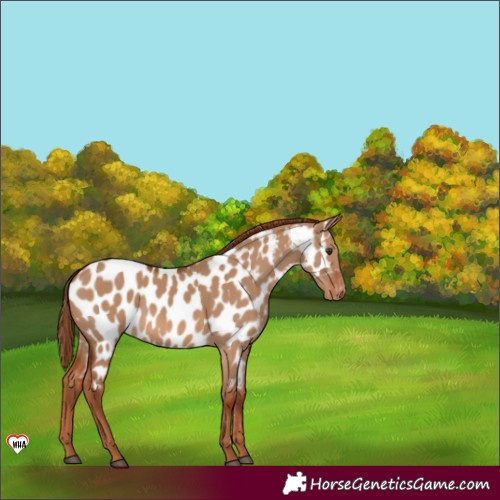 Horse Color:Red Dun Appaloosa 