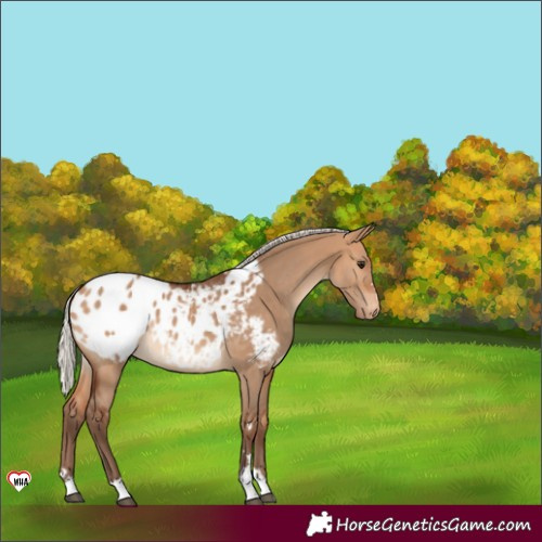 Horse Color:Silver Bay Dun Blanket 