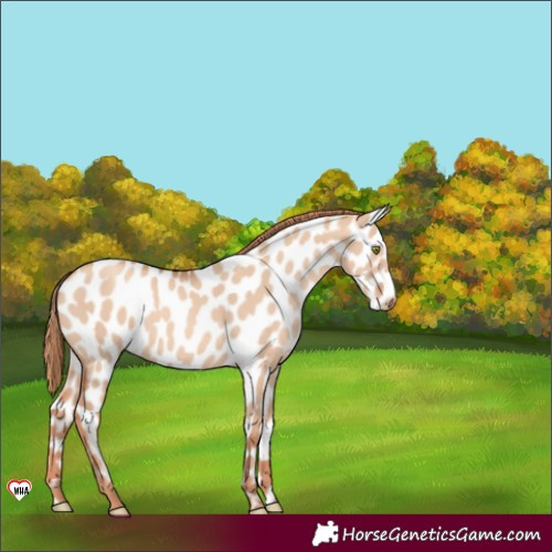 Horse Color:Gold Champagne Dun Near Leopard Rabicano 