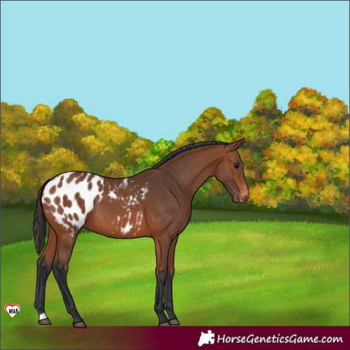 Horse Color:Bay Blanket 