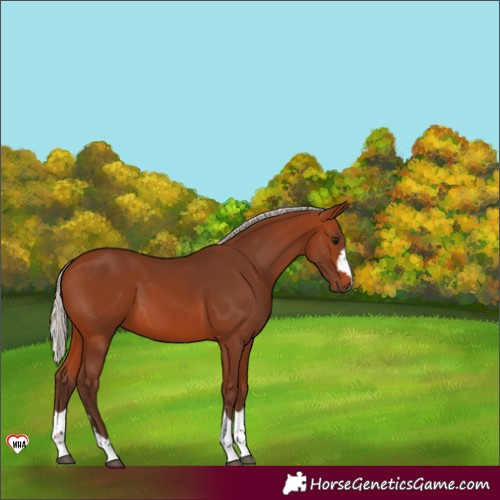 Horse Color:Silver Brown 