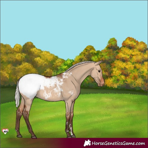 Horse Color:Silver Brown Dun Appaloosa 