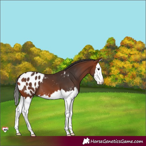 Horse Color:Bay Splash Blanket 