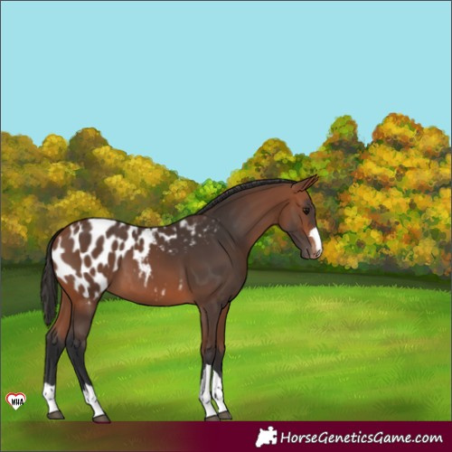 Horse Color:Bay Appaloosa 