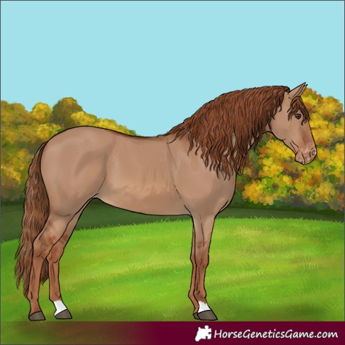 Horse Color:Red Dun Skewed Appaloosa 