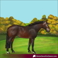 Horse Color:Gray Bay Rabicano 