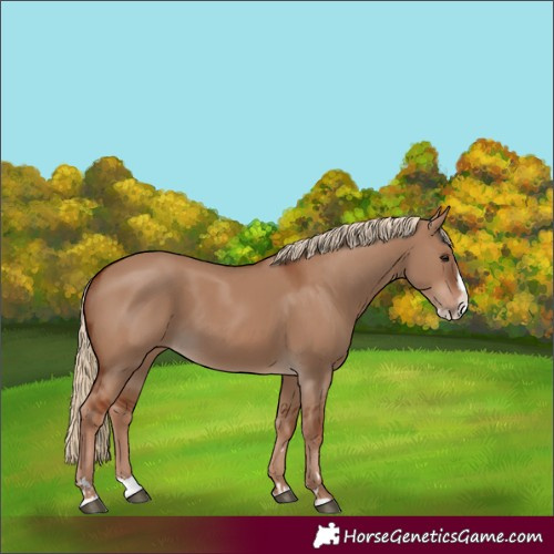 Horse Color:Red Dun Splash 
