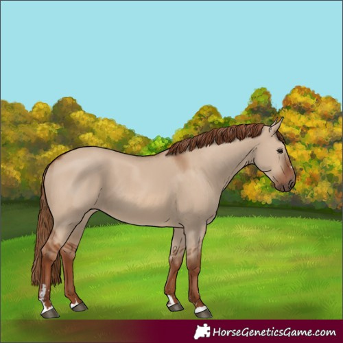 Horse Color:Red Dun 