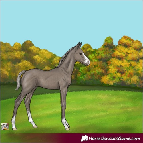 Horse Color:Unknown 